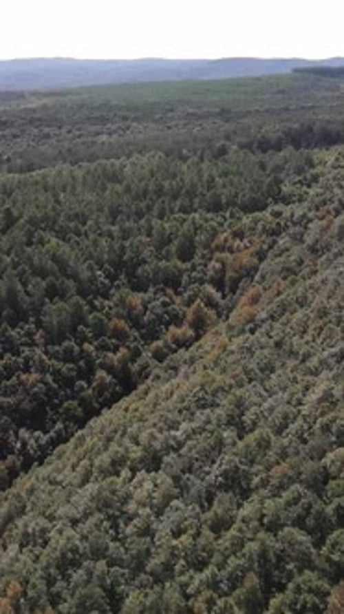 Forest Aerial View