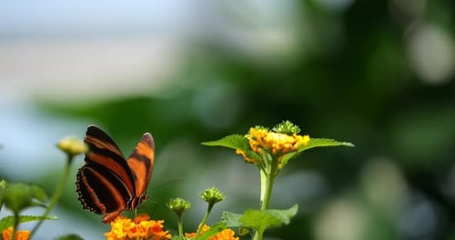 Eueides Schmetterling, Eueides Isabella, Schmetterling bestäubt eine Blume, Zeitlupe 4K