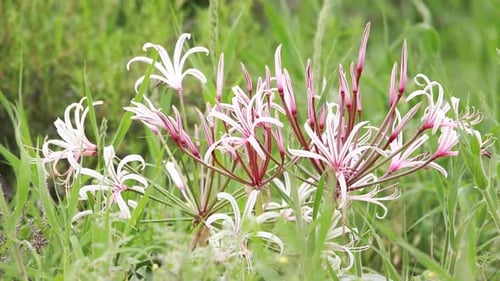 Close up of a Vlei lily with green blurred background, Kgalagadi Transfrontier Park.