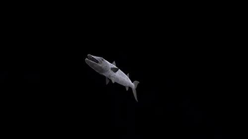 Barracuda Swim Loop