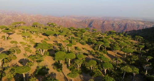 Dragon Blood Trees At Firhmin Forest, Socotra Island, Yemen - Aerial Drone Shot