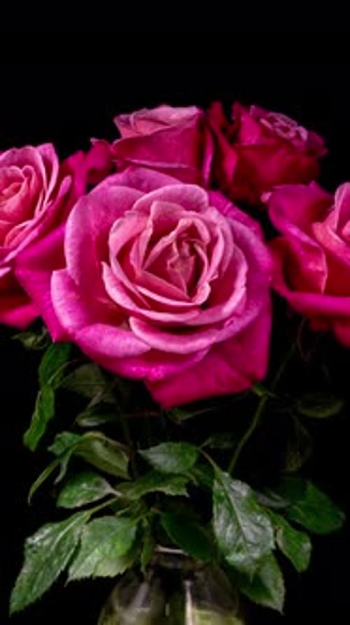Pink Roses Plant Blooming Flower in Time Lapse on a Black Background