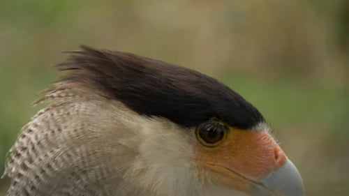 Vereinzelte Nahaufnahme einer Südschopfcaracara (mexikanischer Adler).