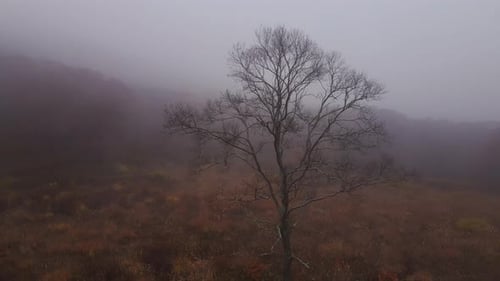 An Aerial View of a Tree in a Foggy Forest in a Clearing Autumn Forest