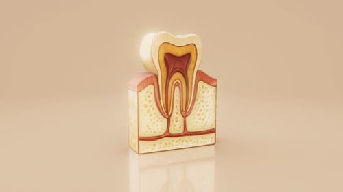 Animation 3D conceptuelle de l'anatomie d'une dent humaine