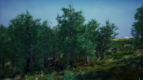 Tree Forrest in the Mountains