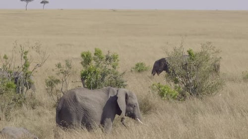Während eine Elefantenmutter mit dem Rest der kleinen Herde isst, macht ihr Kalb ein Nickerchen im Gras in ihrer Nähe.