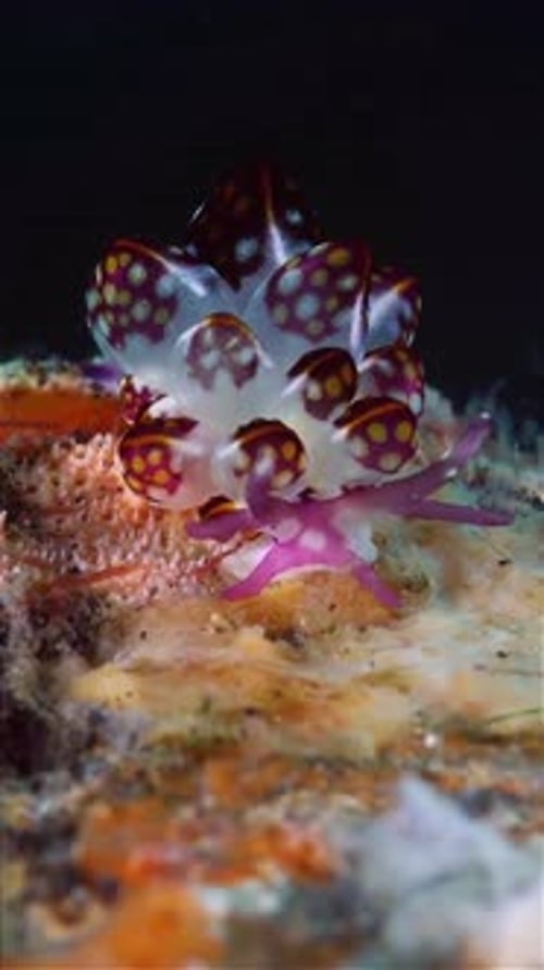 Beautiful Marine Nudibranch on Coral Reef
