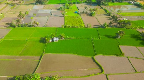 Lush Green Rice Fields Stretch Out Under the Bright Sun Showcasing the Vibrant Agricultural