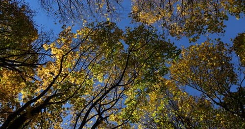Gelbe Herbstblätter auf Ästen gegen den Himmel.