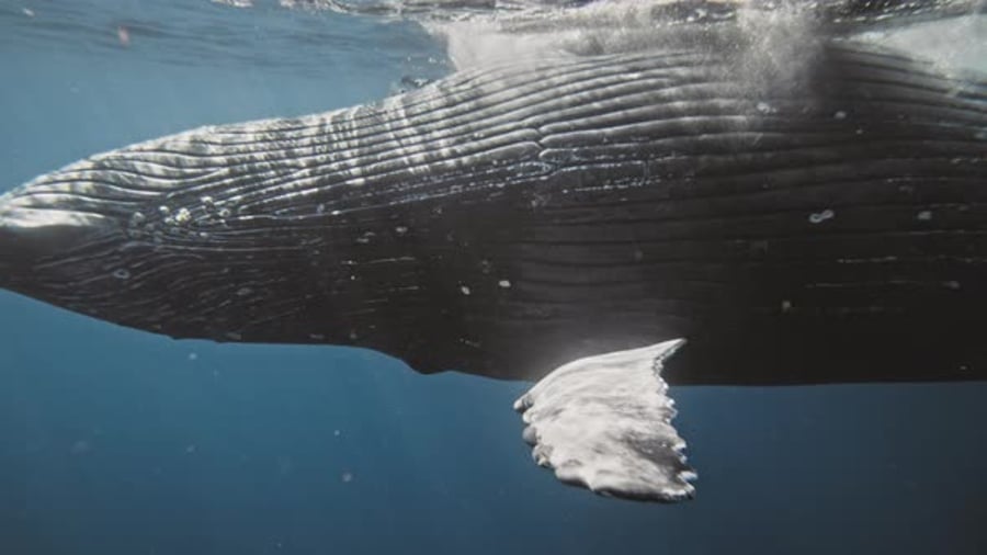 Ridges of Humpback whale underside belly glisten in light underwater ...