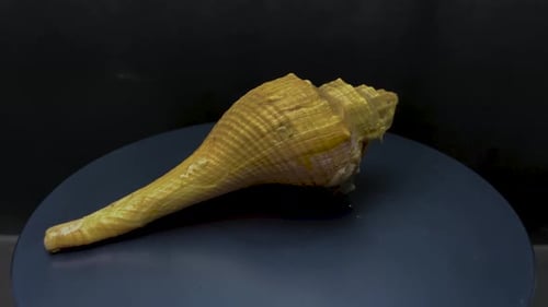 Rotating Shiny Shell on Blue Circular Surface