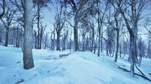 Winter Forest Landscape with Gentle Camera Pan