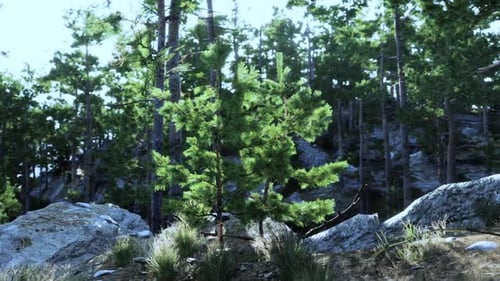 Lush Green Pine Trees Amidst Rocky Terrain in a Serene Forest Setting