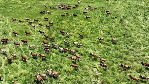 Running Cows