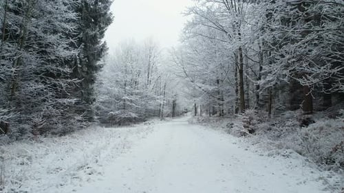Winter Forest Road