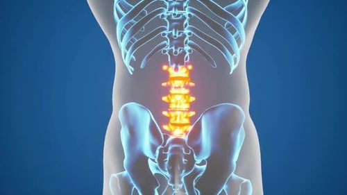 Animated 3D Human Lumbar Spine Anatomy Scan