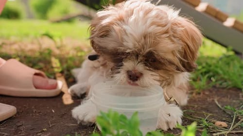 Cachorro bebiendo agua de un cuenco en el jardín, el curioso Shih Tzu lame el agua junto a las sandalias y el césped caliente
