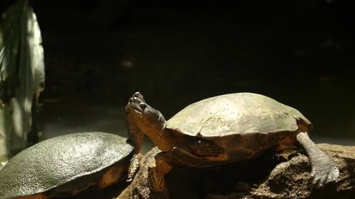 Zwei Schildkröten sitzen auf einem Stück Holz