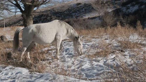 White Horse Grazing in a Snowy Winter Field