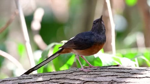 The White-rumped Shama is one of the most common birds in Thailand and can be readily seen at city p
