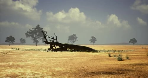 Arid Desert Landscape with Sparse Trees and Fallen Log