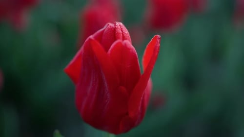Macro of Beautiful Red Tulip Bud on Green Background. Closeup Bright
