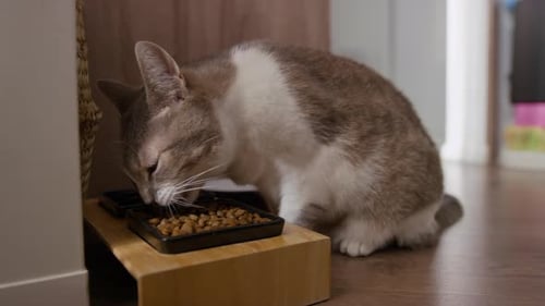 Brown and White Cat Eats Food From a Dish