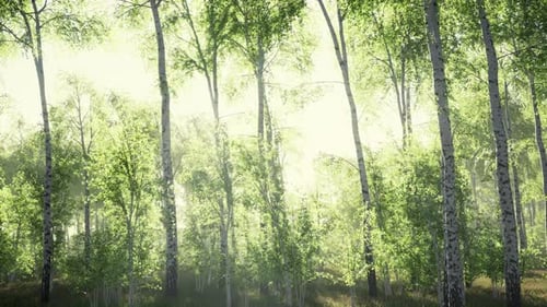 Birch Forest in Sunlight in the Morning