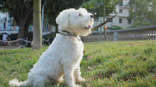 White Dog Sitting on Grass in Park
