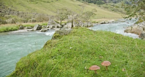 Rápidos fluviales glaciales con rocas cubiertas de musgo y hongos silvestres en un valle montañoso noruego