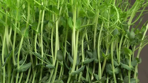 Fresh Green Pea Sprouts Close Up