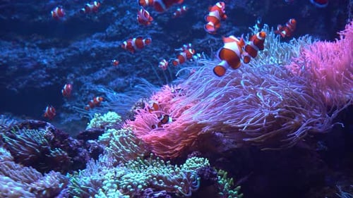 Redandwhite Striped Fish Clown Fish Swim Among Algae and Coral Reefs Ocean Floor Sea Life