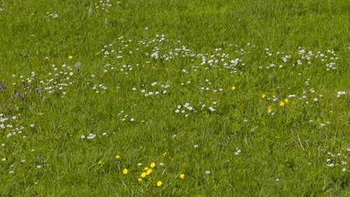Tolles Feld, garniert mit schönen weißen und gelben kleinen Wildblumen