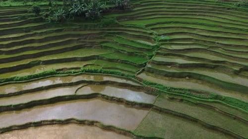 Aerial view of a beautiful rice terrace with some coconut trees.