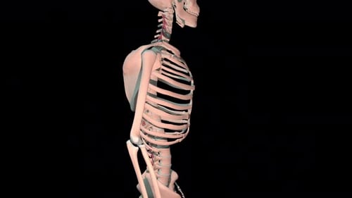 Rotatores Muscles Full Rotation Loop