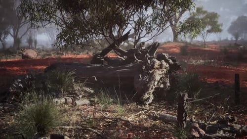 Misty Australian Outback Landscape with Eucalyptus Trees