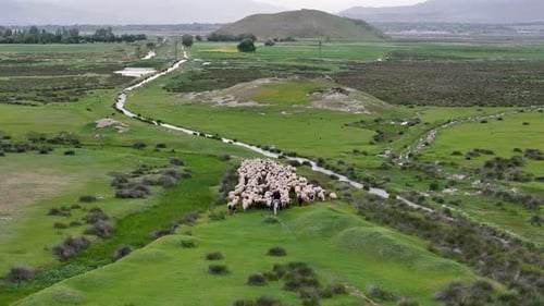 A flock of sheep and a shepherd on a green field