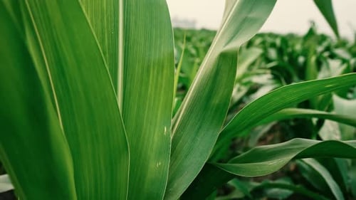 Close-Up of Green Corn Leaves in a Field