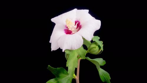 Hibiscus Flower Blooming in Time Lapse