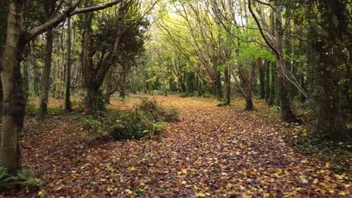Forest trail of fall autumn leaves brown orange and green reveals young man walking away wearing yel