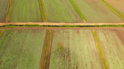 Ackerland mit grünen Pflanzen von oben