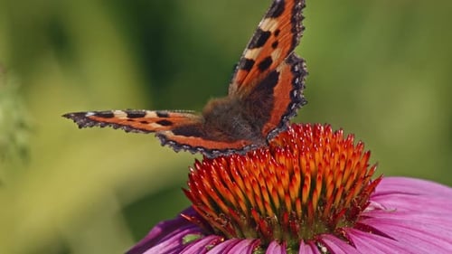 Butterfly on Colorful Flower Close-Up