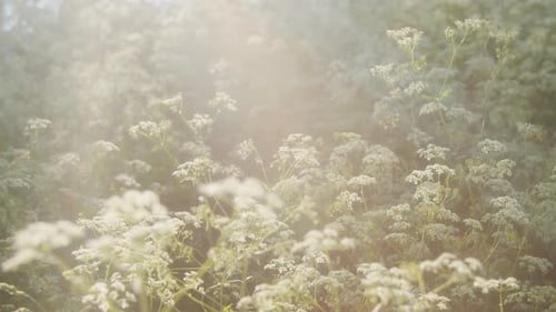 Blumen im Wind bei Sonnenuntergang im Sommer.
