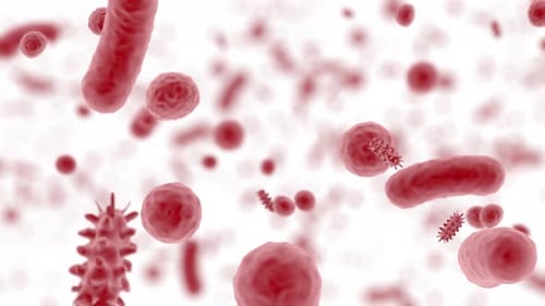 Red Intestinal Microbiota Internal Bacteria of the Abdomen