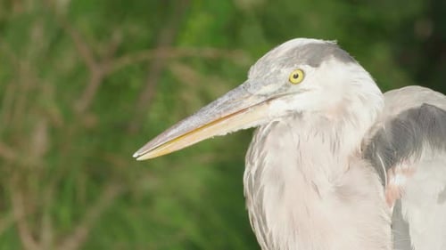 great blue heron close up portrait with green foliage in background