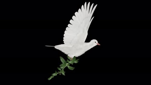 Peace Dove - Pombo branco com ramo de oliveira verde - Flying Loop - Side View CU - Alpha Channel