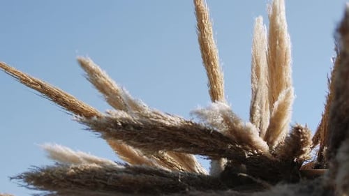 Pampas Grass Boho hipster Elopment Arch in empty field - close up push in shot