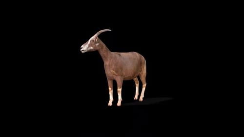 Realistic 3D Animated Goat Standing and Chewing