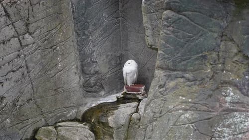 Snow Owl Bubo scandiacus standing motionless on rock before moving head and looking straight towards
